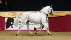 Cottrell Riverdance wins at Veteran Horse Society Championship show