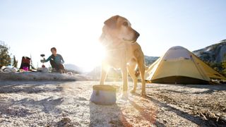 A dog eating at a campsite after a long day of backpacking