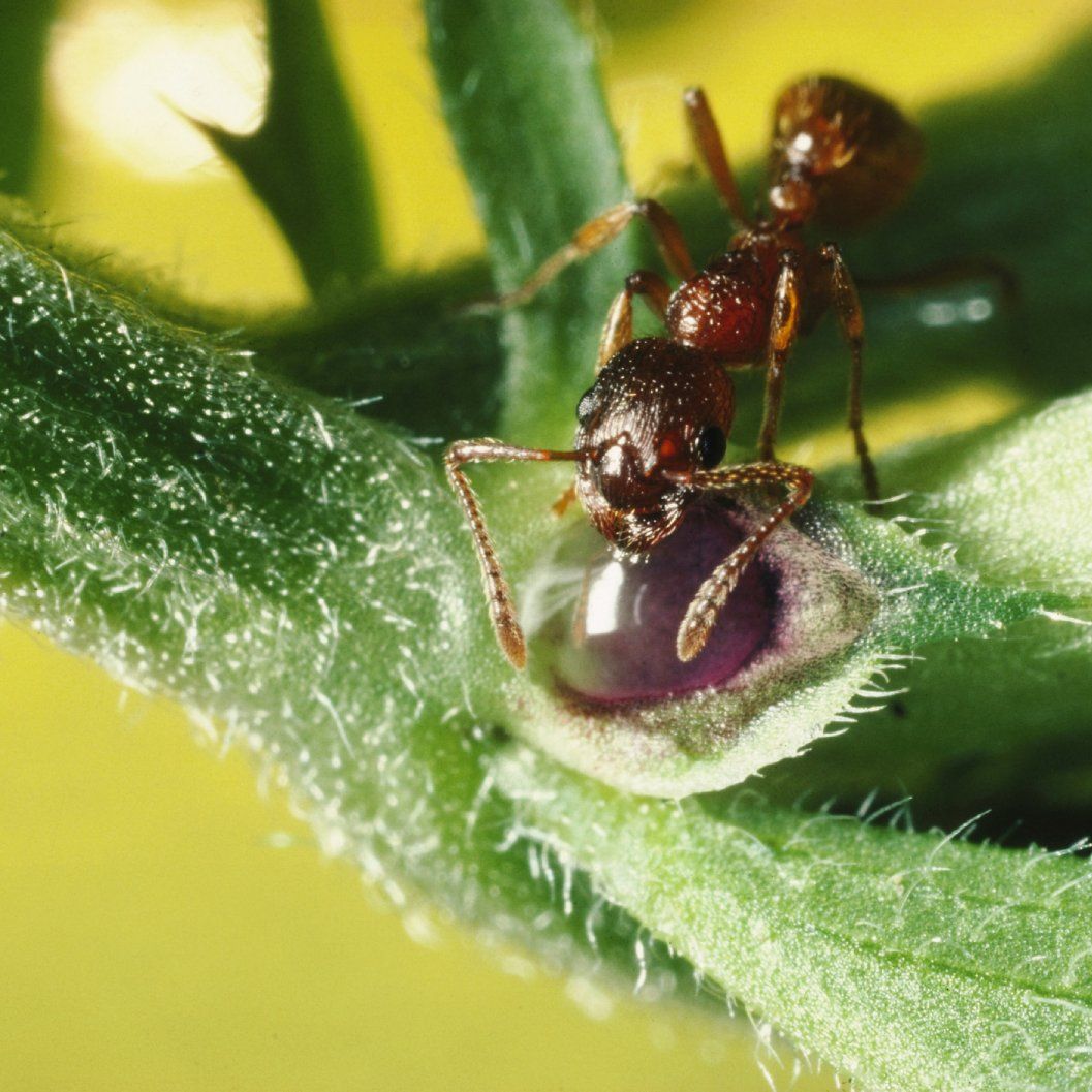 蜜腺とは何か？どこで見つけられるのか、そしてなぜ野生生物にとって重要なのか