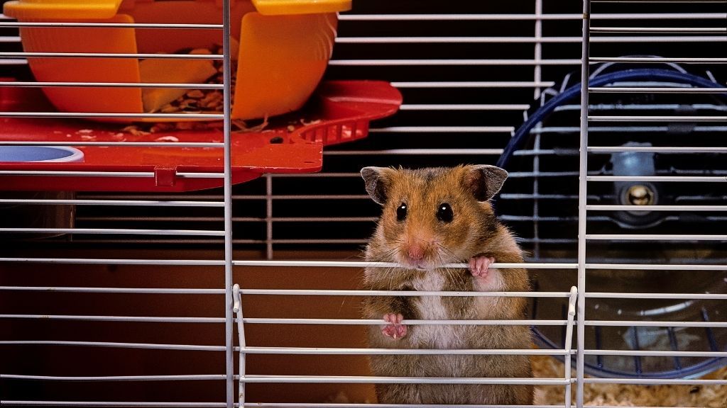 pet hamster in a cage with a wheel in the background