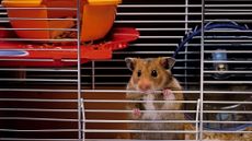 pet hamster in a cage with a wheel in the background