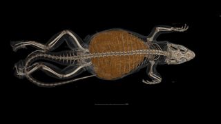 CT scans revealed a dense mass distending the lizard&#039;s abdomen. 