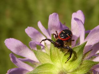 GuruShots - Macro Moments