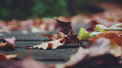 Fall leaves on ground