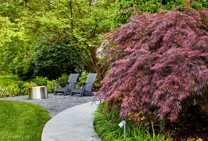 a garden with a red maple tree
