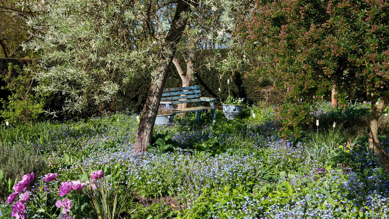 bench under a tree in a woodland area of a garden