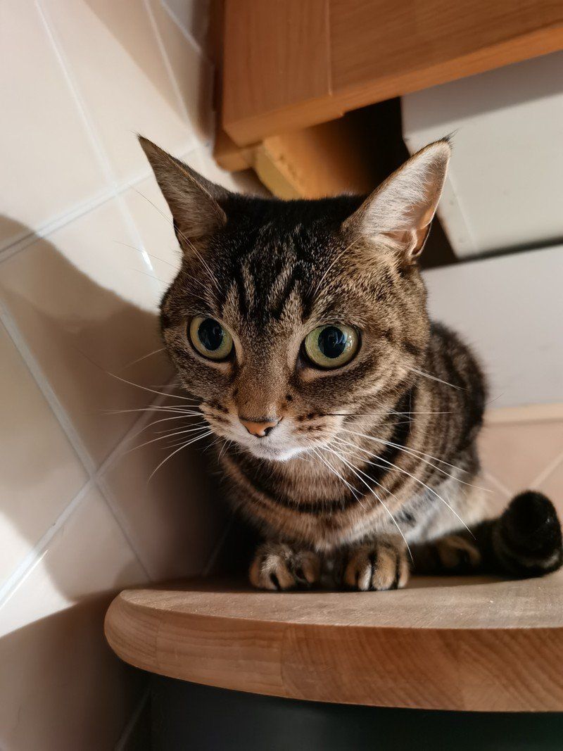 Huawei Mate 30 Pro camera sample