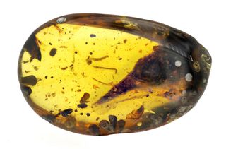 This 99 million-year-old creature's skull is preserved in amber.