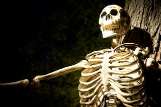 A Halloween skeleton sitting against a tree in the dark, illuminated by artificial light.