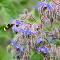 Bumblebee flying next to borage plant growing in garden