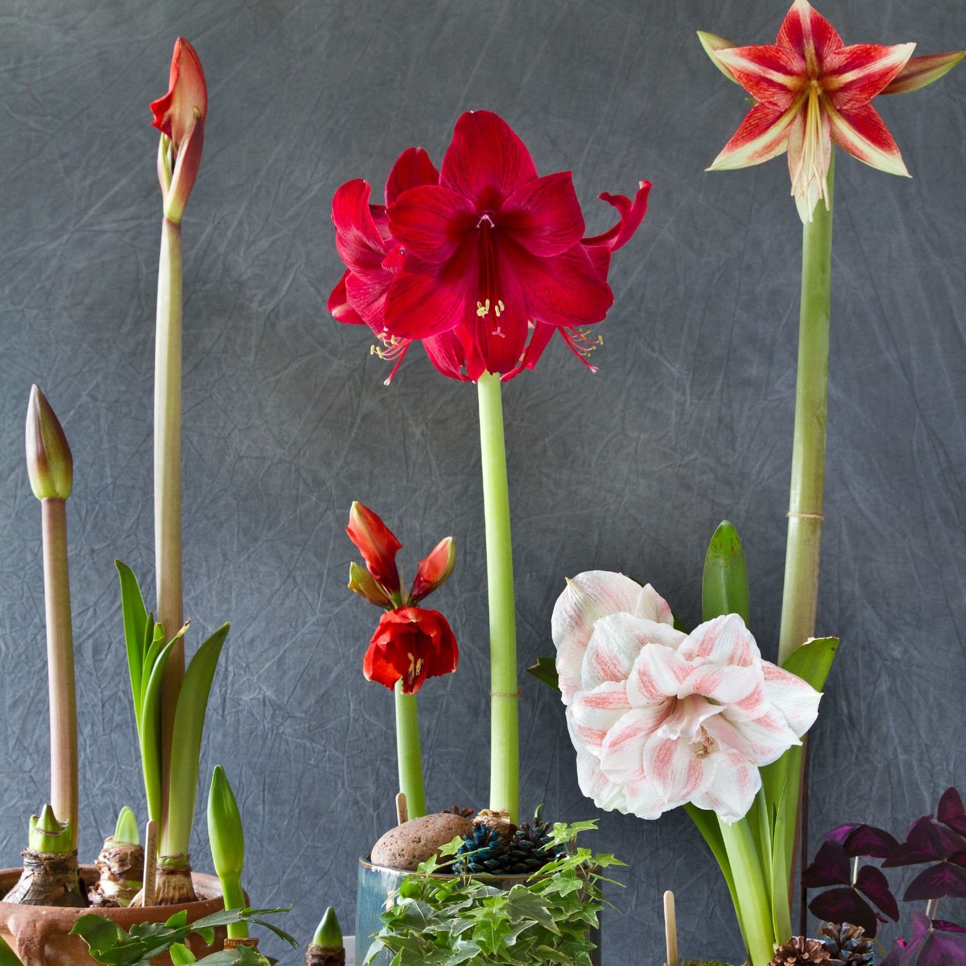 Why is my amaryllis not flowering? The pro-agreed solutions | Ideal Home