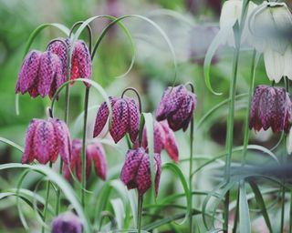 Fritillaria flowers