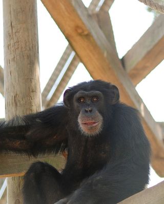 A chimpanzee