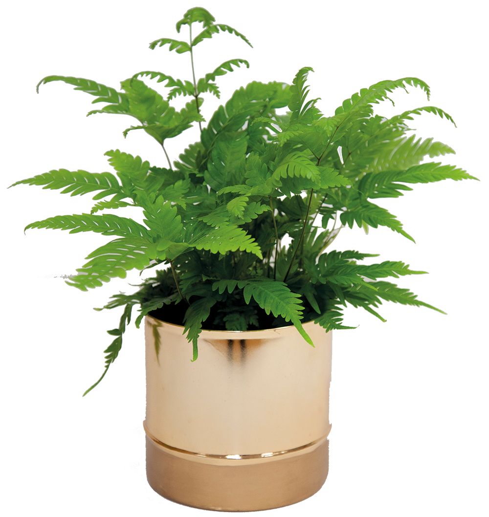 New Lidl plants encourage us to bring the great outdoors in Ideal Home