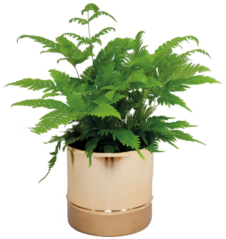 New Lidl plants encourage us to bring the great outdoors in Ideal Home