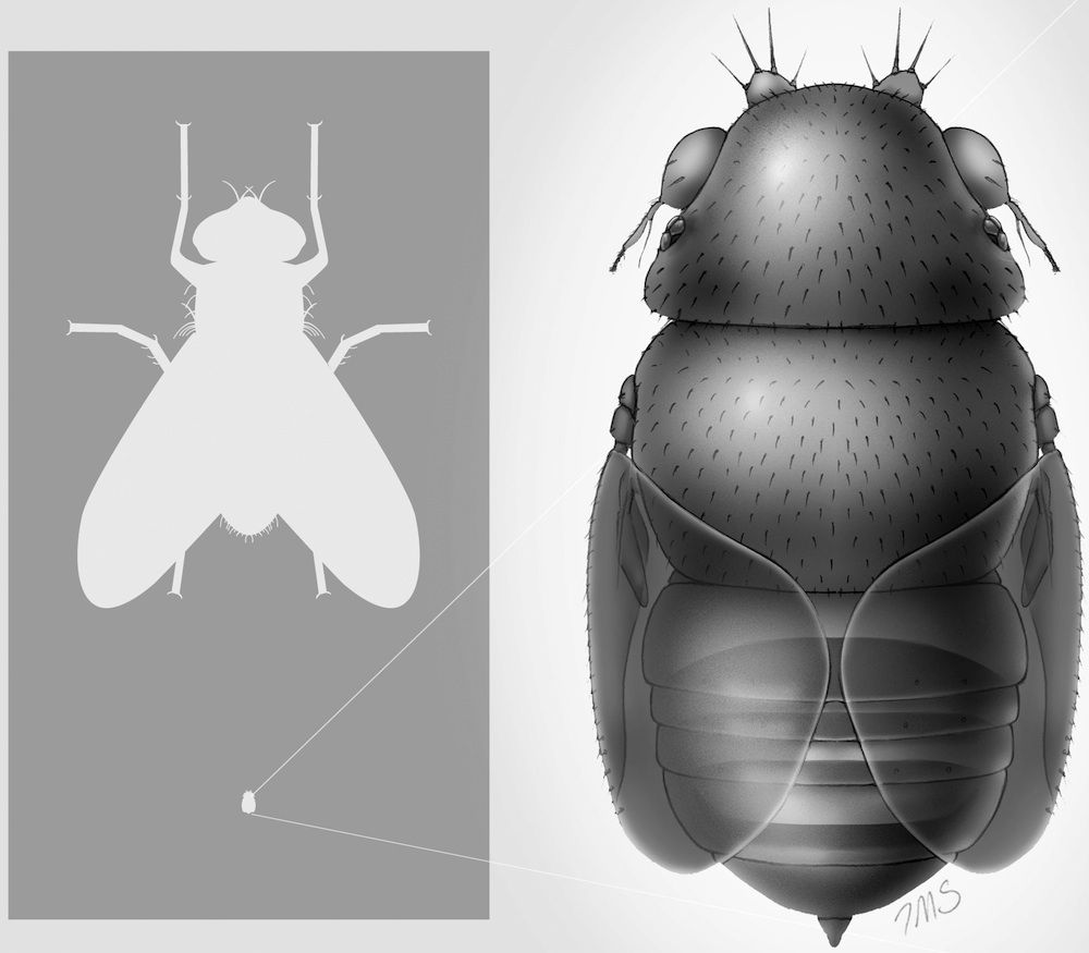 New tiny fly may decapitate ants.