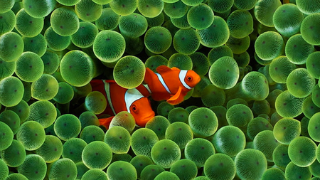 The Apple clownfish wallpaper