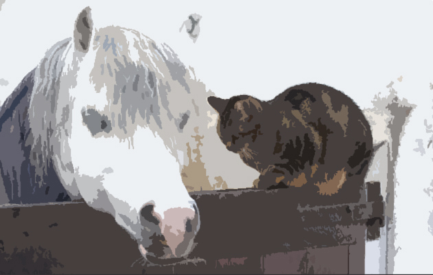 12-reasons-horses-are-better-than-cats.jpg