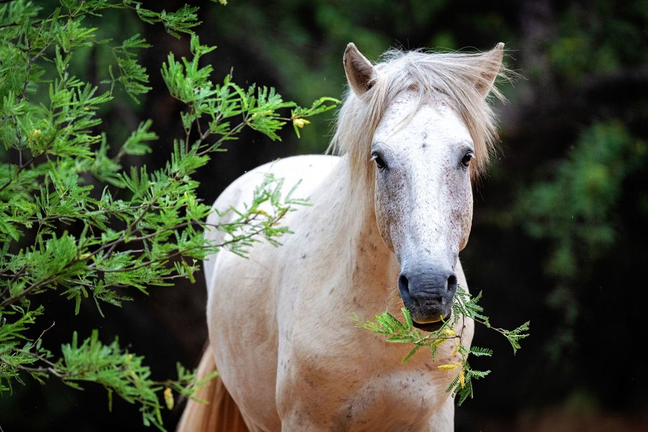 Horse Eating A Plant