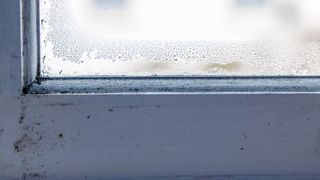 Black mold growing on a window frame