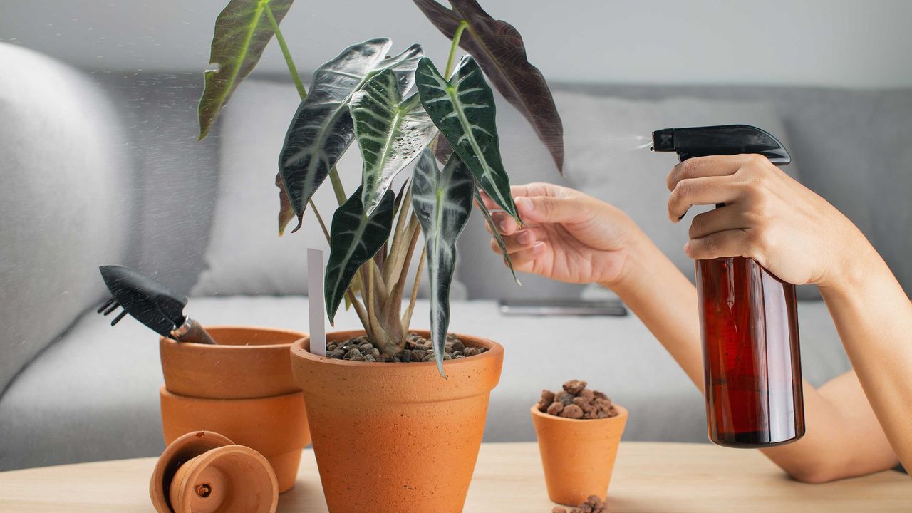 elephant ear plant care