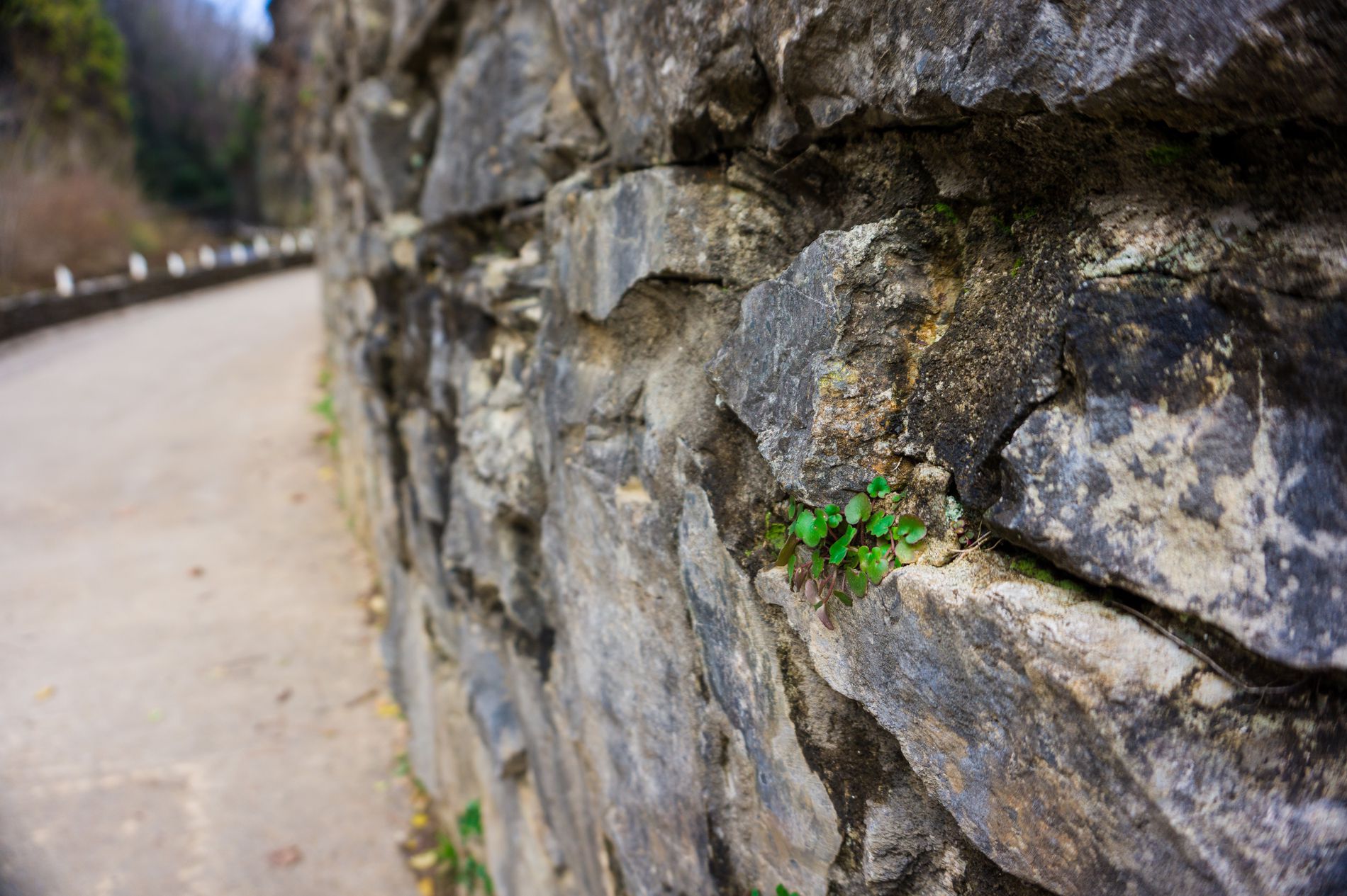 GuruShots - February 2026