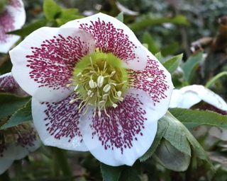 ‘Single White Spotted’ hellebore