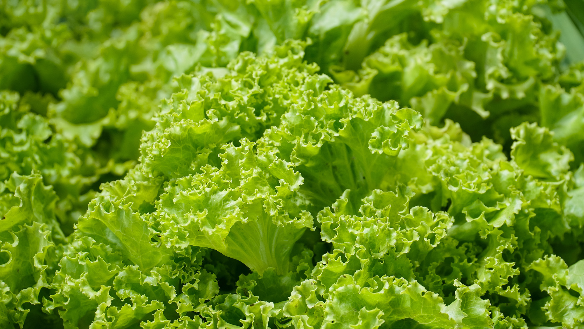 Salad Bowl lettuce