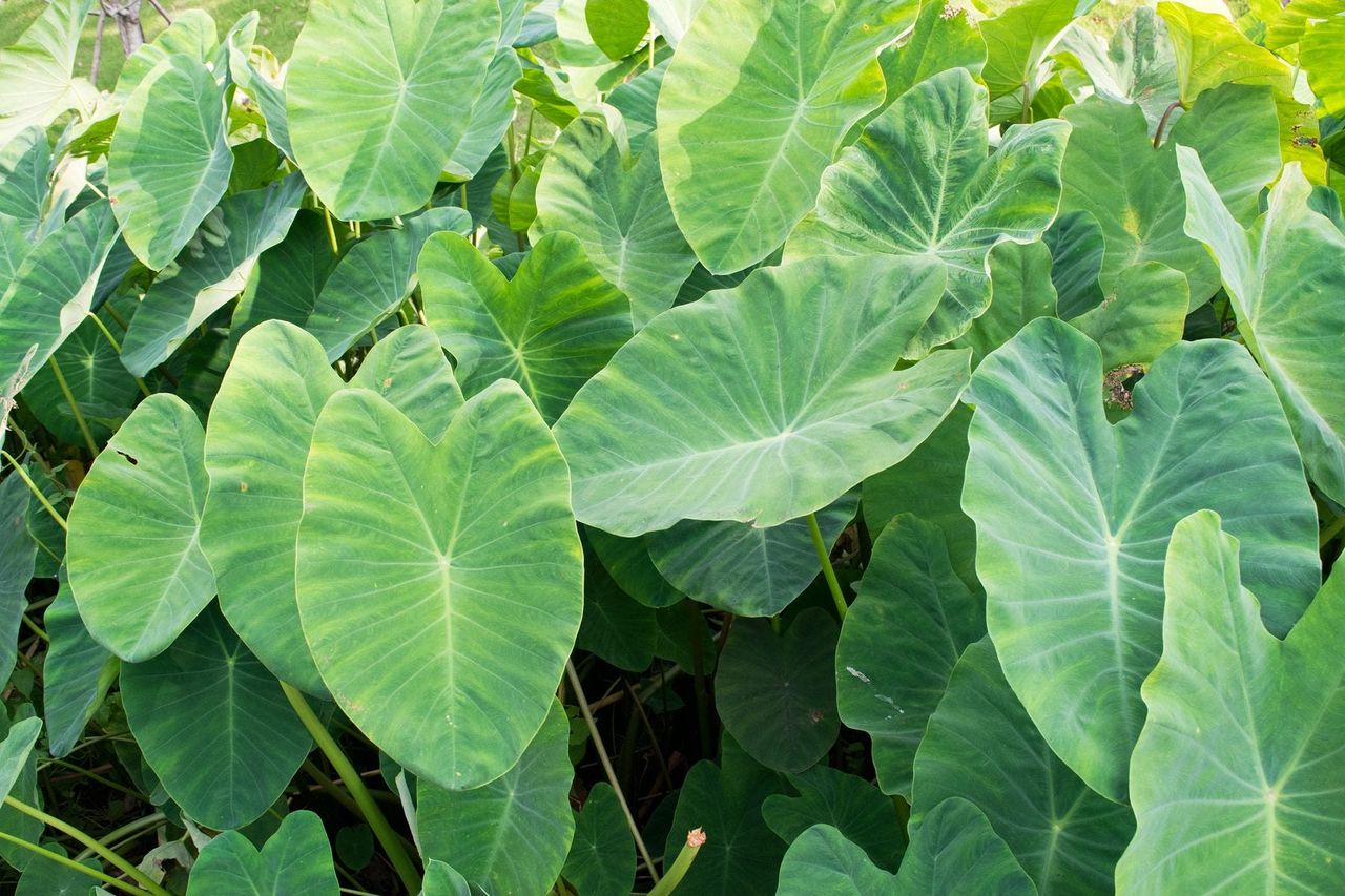 Large Green Elephant Ear Plant