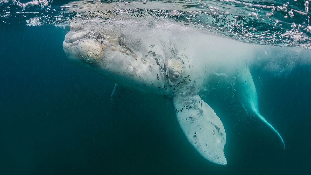 A Rare White Whale Has Been Filmed Off The Coast Of Mexico | Live Science