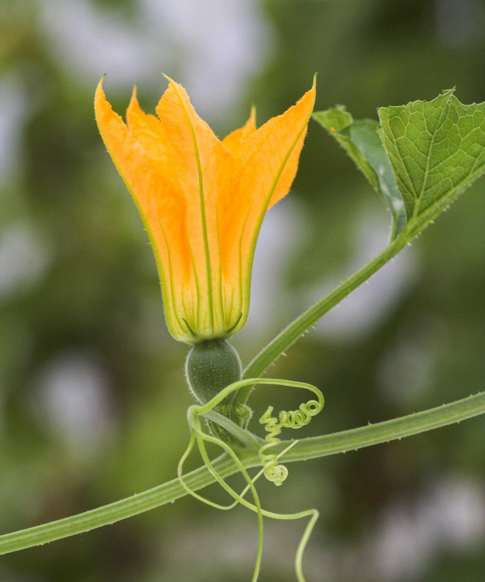 Best Edible Flowers: 23 Types To Try | Gardeningetc