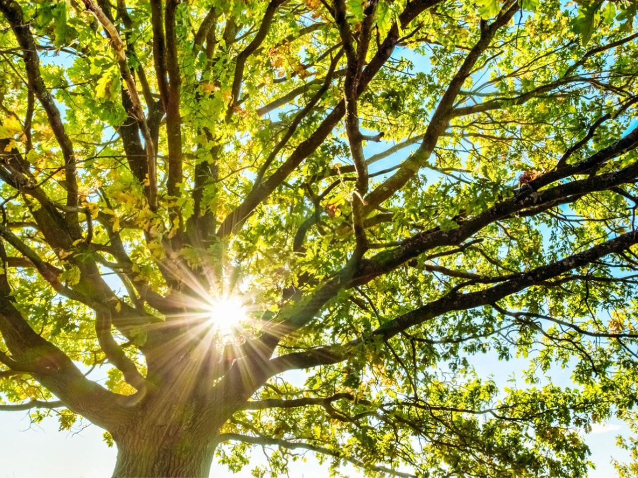 Sun Shining Through A Large Tree