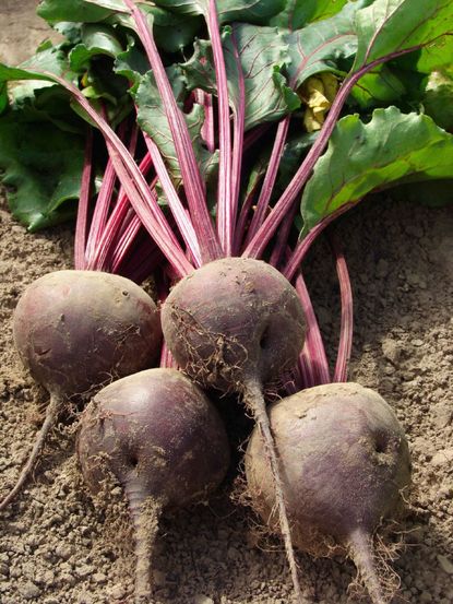 Beets Out Of Ground Being Harvested