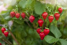 a hanging strawberry plant in garden