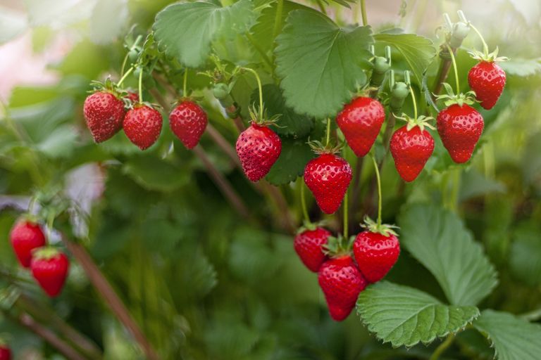 a hanging strawberry plant in garden