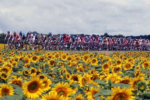 Sunflower fields accompanied the riders