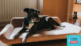 Cyber monday dog bed A big black dog reclining on a pink dog bed