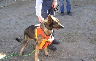A FEMA dog named Freitag carries a robot snake under its belly during search and rescue training.