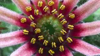 Close-up of flowerhead captured with Novoflex Auto Macro Bellows 