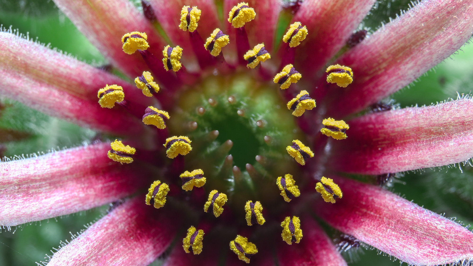 Close-up of flowerhead captured with Novoflex Auto Macro Bellows 