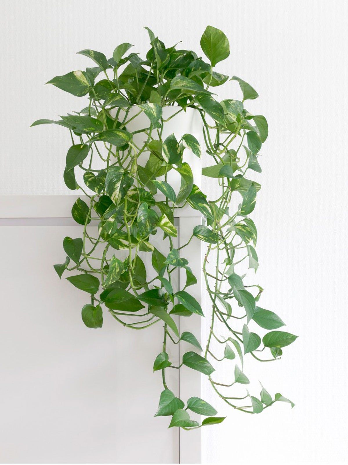 Long Vined Indoor Houseplant