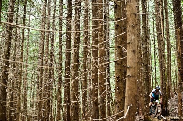 There were plenty of trees