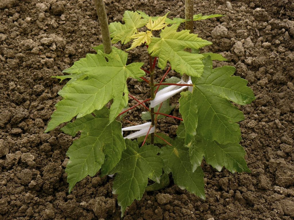 Sugar Maple Tree Facts: Sugar Maple Tree Growing Information ...