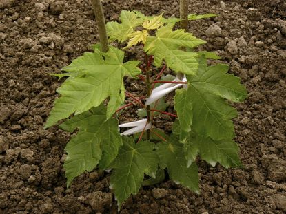 Small Sugar Maple Tree Growing From Soil