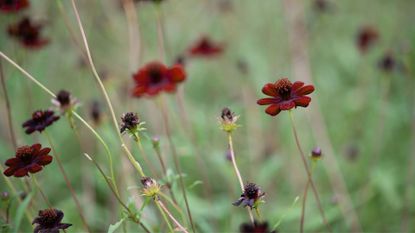 Chocolate brown flowers