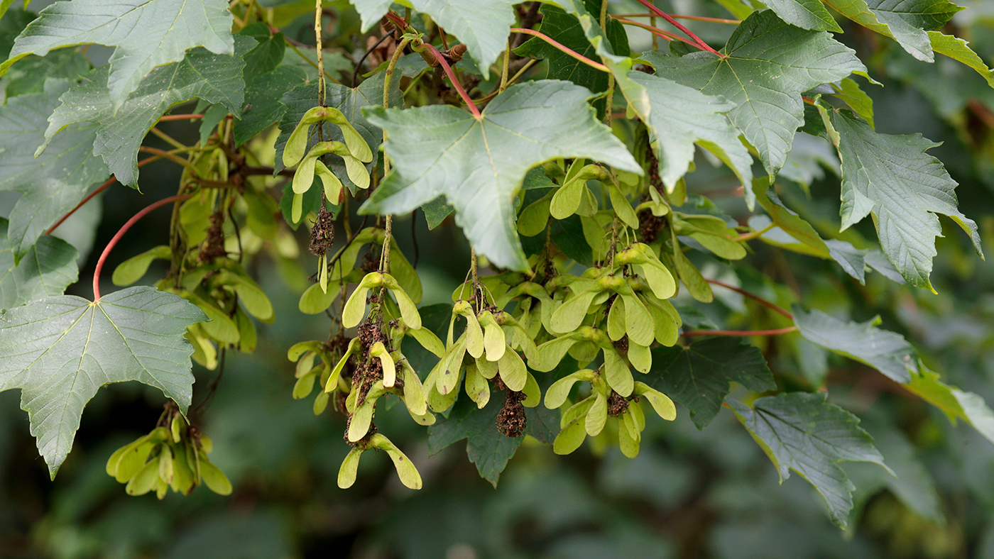 Sycamore seeds hanging in clumps on a tree