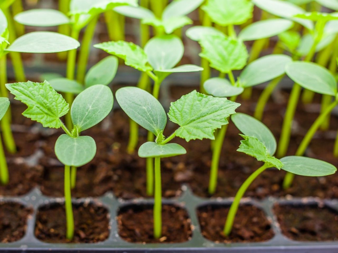 Tiny Sprouting Plants