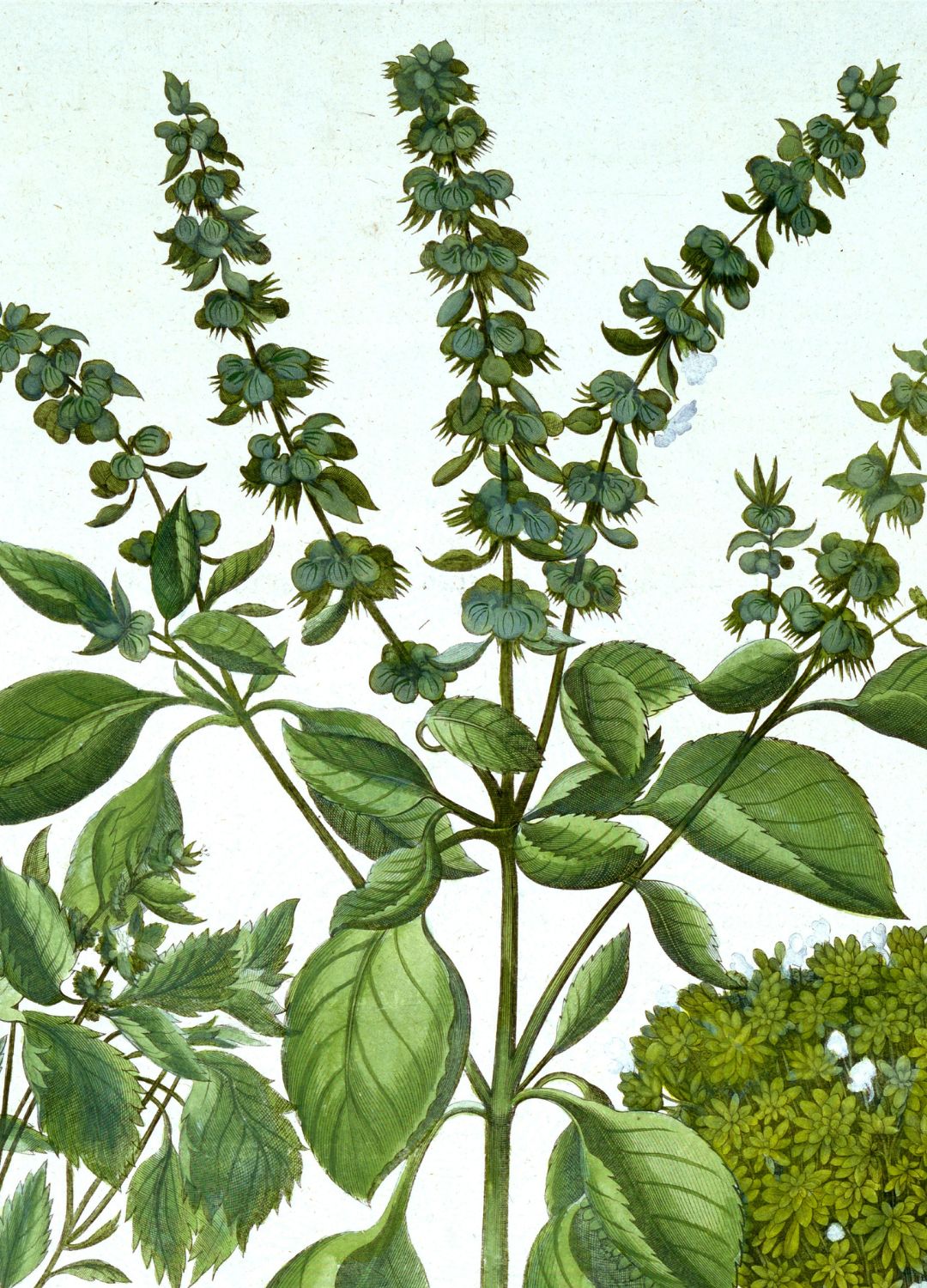 Tulsi