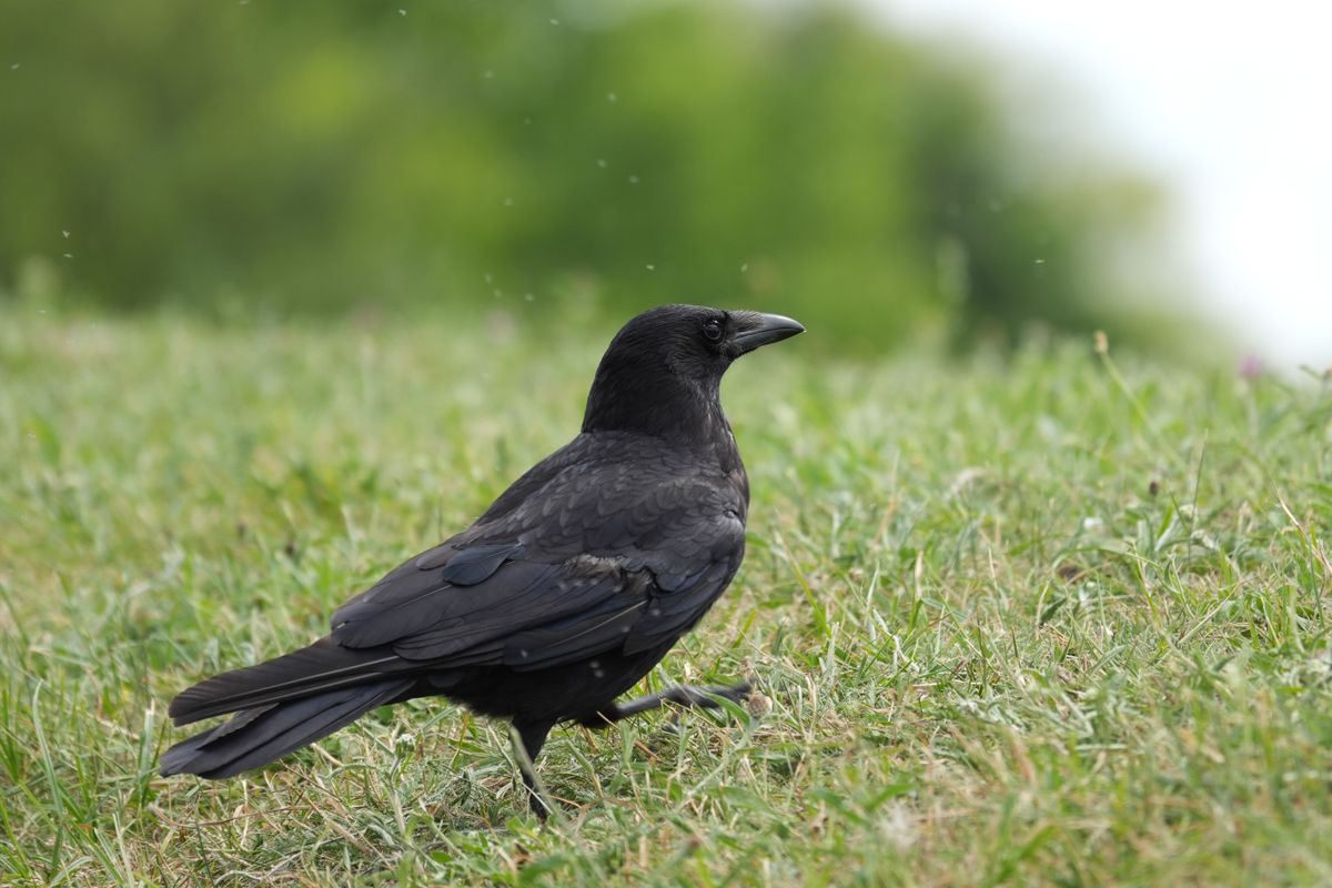 Black crow walking across grass against a softly blurred green background.