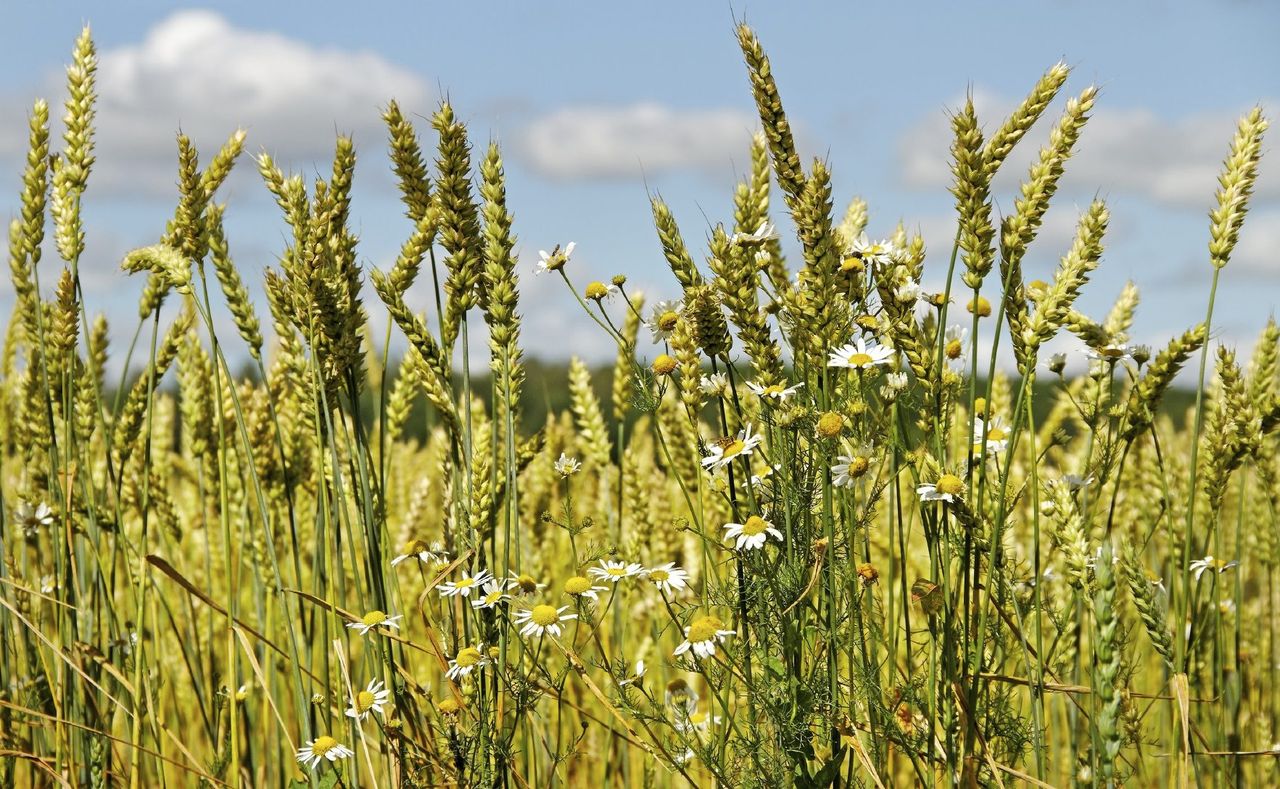 Field Of Tall Green Cover Crops